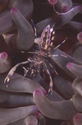 Periclimines Shrimp in his shellter, Subal F100 housing 1... by Jean-claude Zaveroni 